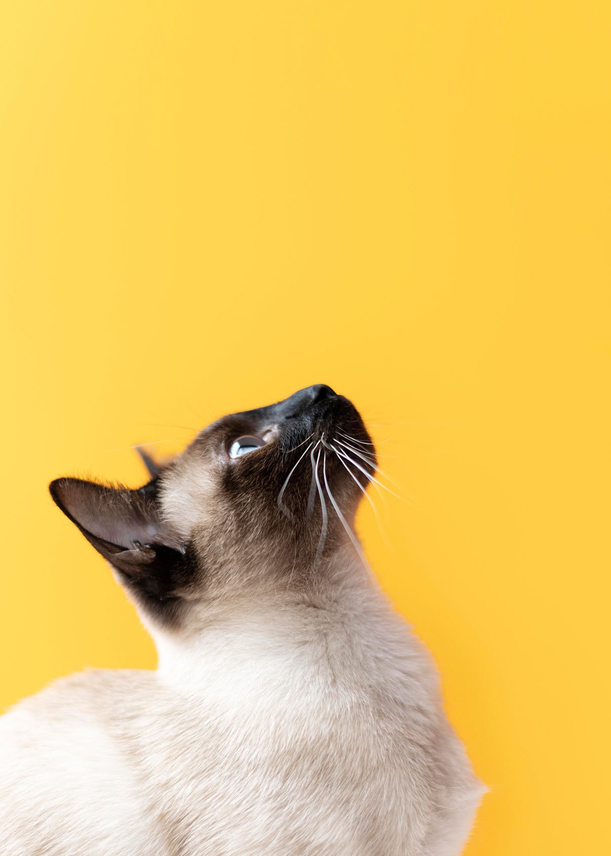 Beautiful-Cat-Portrait-3