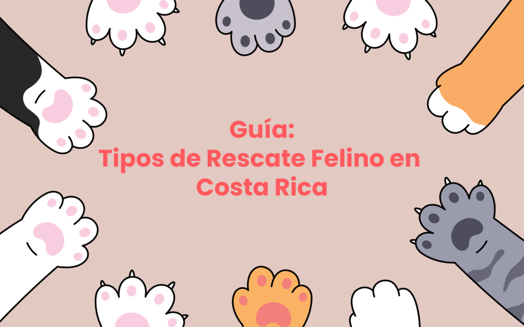 Tipos de Rescate Felino en Costa Rica