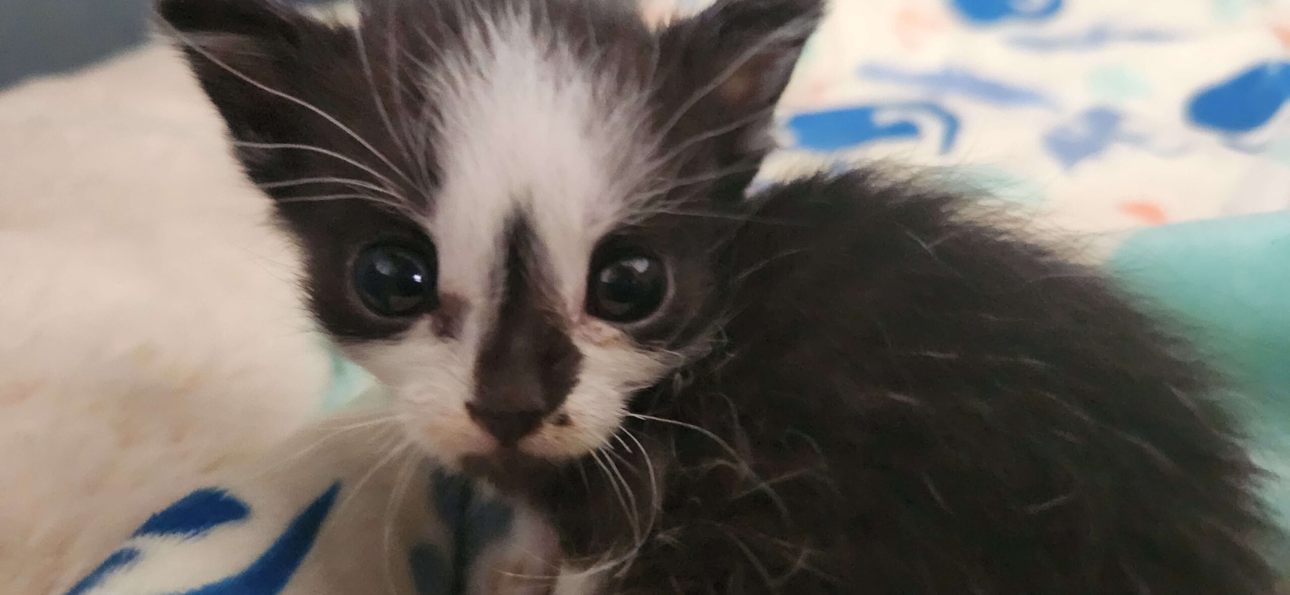 Gatito-pequeño-Casa-Cuna-Little-Paws-1