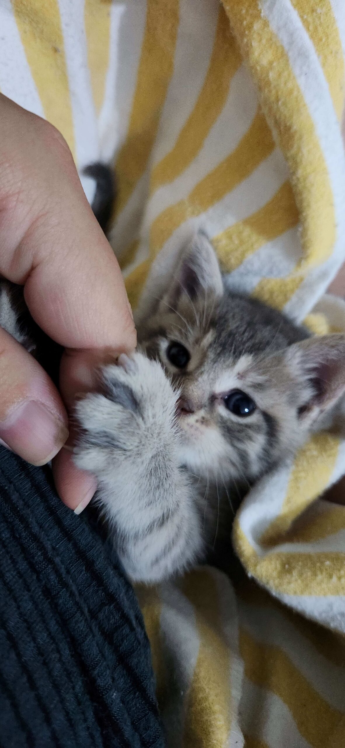 Gatito-pequeño-Casa-Cuna-Little-Paws-2
