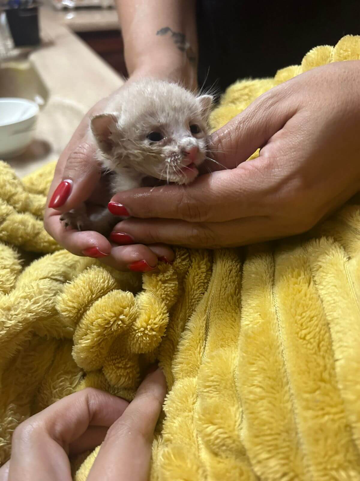 Gatito-pequeño-Casa-Cuna-Little-Paws-3