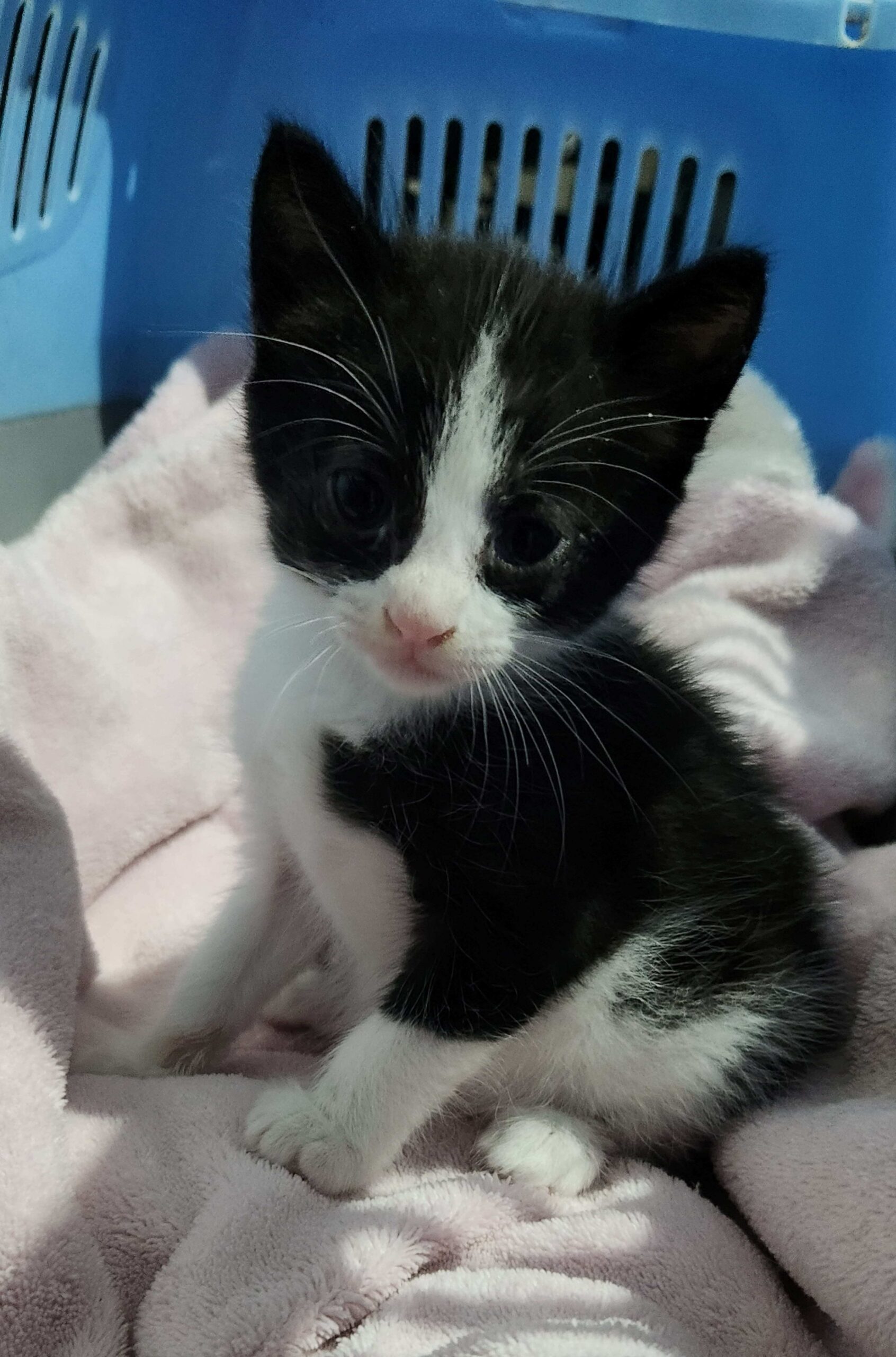 Gatito-pequeño-Casa-Cuna-Little-Paws-4 SOS Rescates Felinos