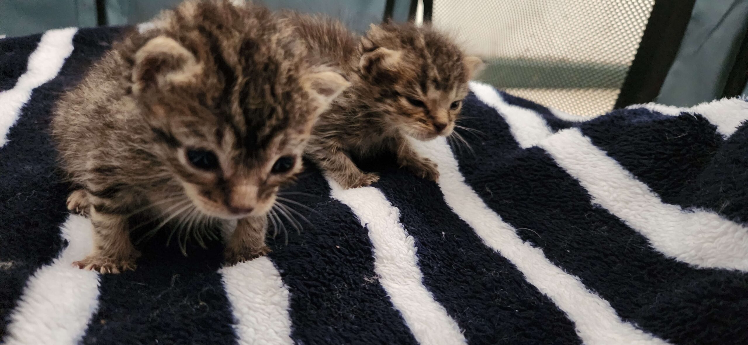 Gatito-pequeño-Casa-Cuna-Little-Paws-5