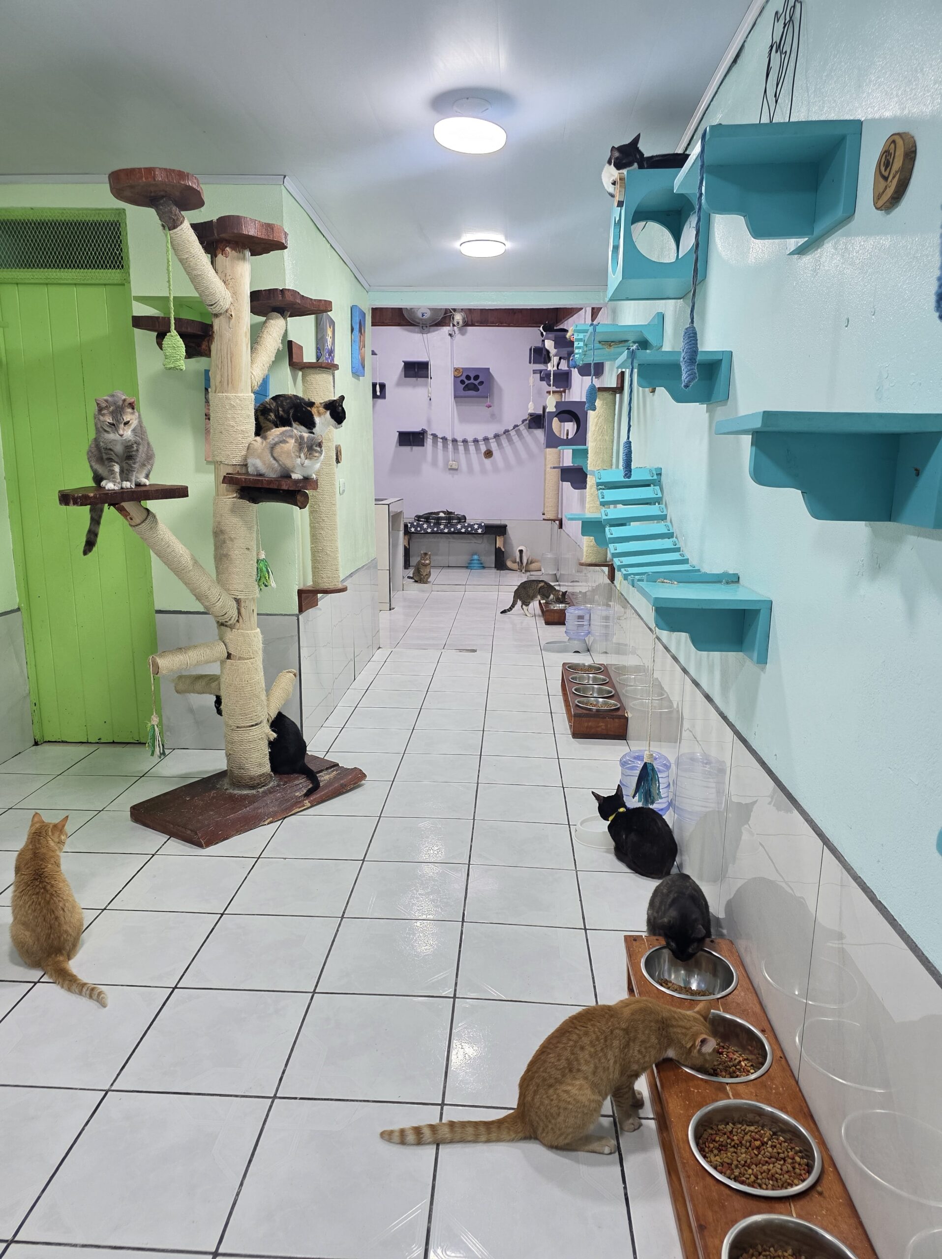 SOS Rescates Felinos SOS Rescates Felinos