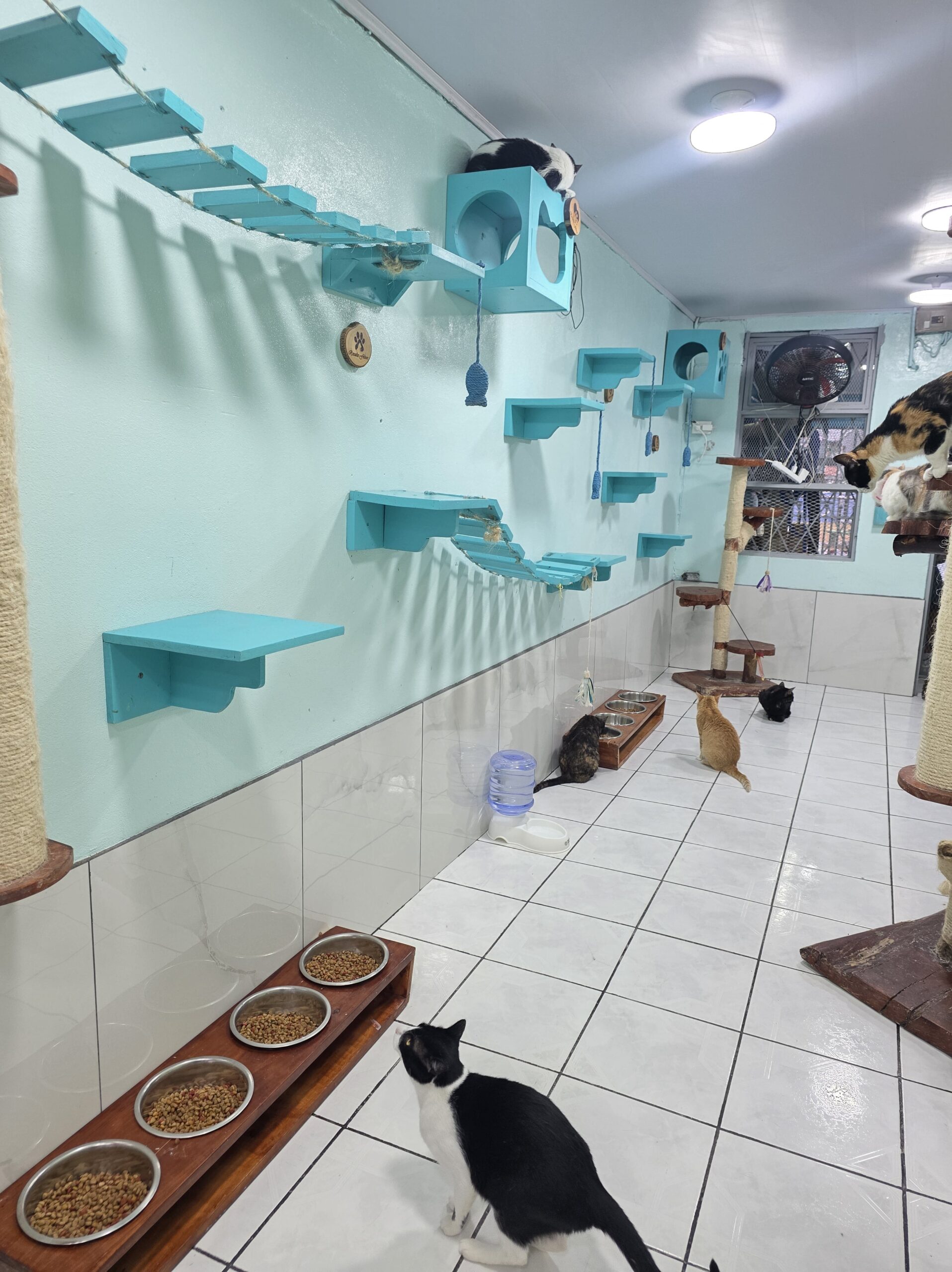 SOS Rescates Felinos SOS Rescates Felinos