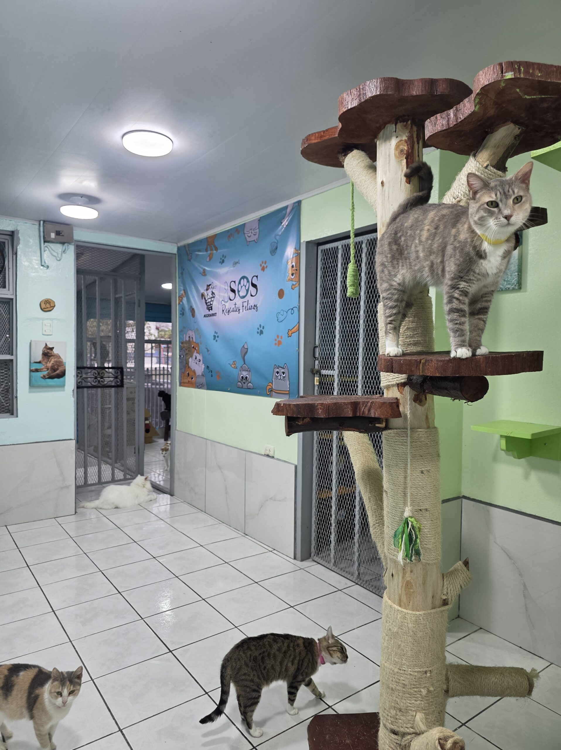 SOS Rescates Felinos SOS Rescates Felinos